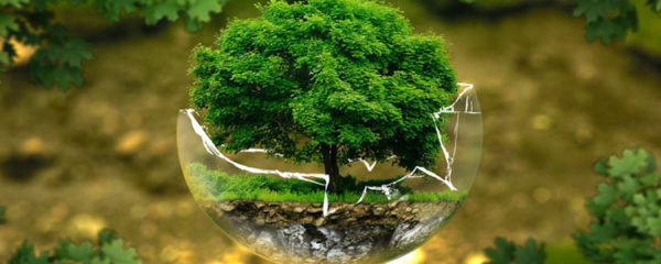 l'environnement